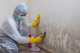 Environmental Consulting for Mold Prevention in Hamilton, IL